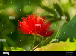Image result for Calliandra tweedii