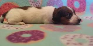 If you're looking to adopt a dog in alabama, here is the most comprehensive list of organizations that may have the breed you're looking for. Dachshund Puppy For Sale Adoption Rescue For Sale In Anniston Alabama Classified Americanlisted Com
