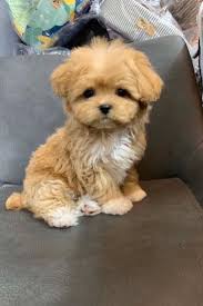 Pin By Mex Kutsal On Pets Pic In 2020 Cute Baby Animals Cute Animals Cute Dogs