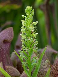 Image result for Habenaria indiana