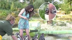 Meerane liegt in einem dicht besiedelten gebiet am nordwestrand des erzgebirgischen beckens an der grenze zu thüringen 17 km südlich von altenburg und ca. Pinguin Beisst Moderatorin Laura Tobin Wahrend Sendung Ins Bein Blick