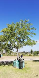 Image result for Celtis sinensis