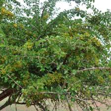 Image result for Canthium kuntzeanum