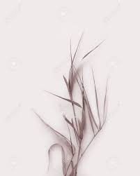 Check spelling or type a new query. Pampas Grass Botanical Plant Photo Herbarium Art Autumn Dried Leaves Detail For Card Postcard Photography On Beige Background Stock Photo Picture And Royalty Free Image Image 142817944