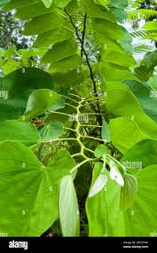 Image result for Bauhinia purpurea