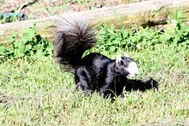 Black Fox Squirrel 187 Black Fox Squirrel Fox Squirrel Squirrel Woodland Animals