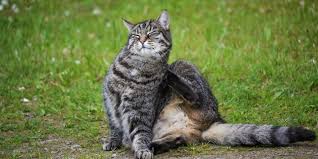 Image result for Feline Miliary Dermatitis