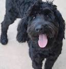 Black Labradoodles - Complete Guide to an Adorable Dog ...