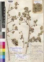 Image result for Maerua angolensis