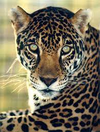 Encontrá las últimas noticias de jaguares: Batallon De Apoyo Jaguares Home Facebook