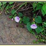 Image result for Ipomoea involucrata