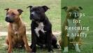 American Staffordshire Terrier Rescue ― ADOPTIONS