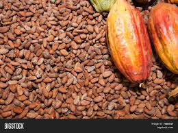 Find the perfect dominican republic fruit stock photo. Cocoa Beans Fruit Image Photo Free Trial Bigstock