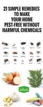 In this post, i will offer you tons of natural garden pest. 21 Simple Remedies To Make Your Home Pest Free Without Harmful Chemicals 21simpleremediestomakeyourhomepestfr Remedies Home Remedies Fitness Healthy Lifestyle