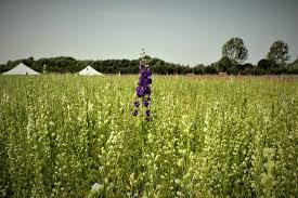 Check spelling or type a new query. Lots Of Pretty Poppies Picture Of The Real Flower Petal Confetti Company S Confetti Flower Field Pershore Tripadvisor