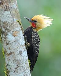 Blond Crested Woodpecker By Joao Quental Hubsche Vogel Spechte Specht