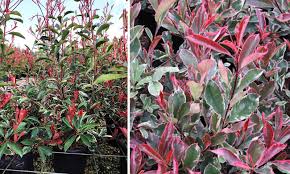 Winter hill tree farm is an advanced tree nursery in the southern highlands of new top 10 best plants for hedges and how to plant them. Photinia X Fraseri Pink Marble Pink Marble Photinia Shrub Garden Plants Online