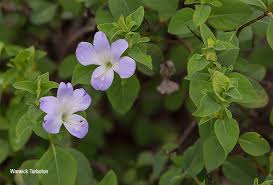 Image result for Barleria galpinii