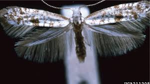 Image result for argyresthia thuiella thuja symptoms