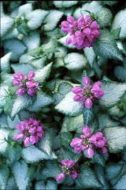 Maybe you would like to learn more about one of these? 18 Best Flowering Ground Cover Plants Abigal ç¶ æ‰‹æŒ‡ æœ€å°ˆæ¥­çš„é¤ŠèŠ±app