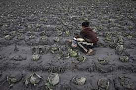 Volcanic Ash Impacts Mitigation Effects On Arable Crops