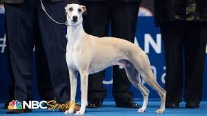 A borzoi won the hound group, a pug took home the top spot in the toy the 2018 event will conclude tuesday with the sporting, working and terrier group battles leading to the best in show. National Dog Show 2018 Best In Show Full Judging Nbc Sports Youtube