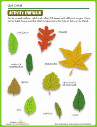 Leaf Shapes Worksheet Education Com