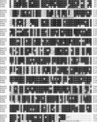 Triterpene synthases from the Okinawan mangrove tribe, Rhizophoraceae