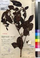 Image result for Combretum fuscum