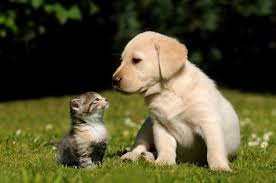 Find an affordable veterinarian near you now. Low Cost Pet Microchip Shot Clinics Coming To Delco Banks Media Pa Patch