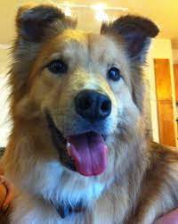 Cutest Darn Dog Border Collie Golden Retriever Mix Golden Retriever Collie Mix Pet Dogs Baby Puppies