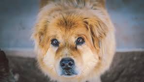 Traumdeutung Hund Was Bedeuten Hunde Im Traum Hundeträume Deuten