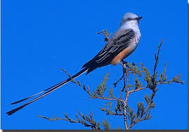 Oklahoma State Bird State Birds Oklahoma History Oklahoma State