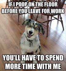 Funny Pictures Of The Day September 4 2014 Funny Animals Funny Dog Pictures Dogs Pooping