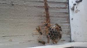 Des Guepes Construisant Leur Nid Dans L Encadrement De Fenetres Le Monde Des Insectes
