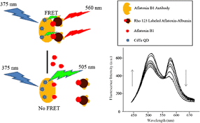 They were first described by k. Highly Sensitive Fret Based Fluorescence Immunoassay For Aflatoxin B1 Using Cadmium Telluride Quantum Dots Springerlink