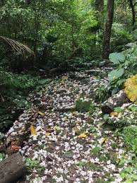 Image result for Vernicia montana