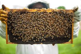 Action your customer data with targeted email campaigns and automations. Adopt A Honey Bee Hive Bee Friends Farm