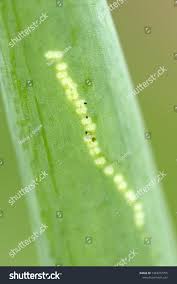 Image result for phytomyza gymnostoma