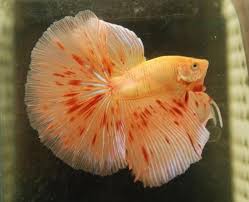 Betta fish has been since early times of its discovery been used for fight shows which started in thailand initially leading to its fame all over the globe. Orange Dalmatian Betta Fish Tdf Blog