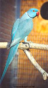 Blue Birds You Can Have As Pets Blue Indian Ringneck Parrot Pet Birds Parrot Beautiful Birds