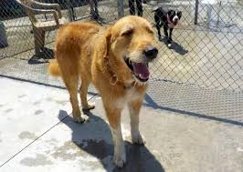 37 видео 418 просмотров обновлен 1 июл. Airedale Terrier Golden Retriever Mix Pets Lovers