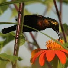 Image result for Sphenostylis marginata