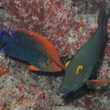 Image result for Oxyanthus strigosus