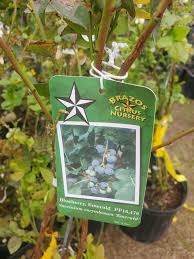 Flowering peach trees have the same cultural requirements and growth habit as fruiting peach trees, described below. Peppermint Flowering Peach Fairbanks Garden Center Facebook