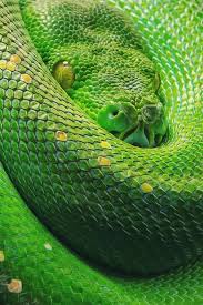 Green Tree Python Eye 17 Ideas For 2019 Snake Wallpaper Green Trees Emerald Tree Boa