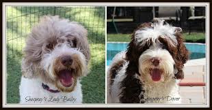 Or 1st week of jan.) $200 additional for beautiful wavy or curly coat (straight coated mini labradoodle puppies have a chance of shedding) (all of our puppies are sold as pets with a spay/neuter contract. Labradoodle Puppies South Florida Bmo Show