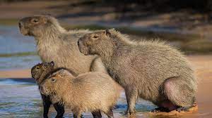 Females average 36 to 66 kg, while males typically weigh about 34 to 61 kilograms the average lifespan of a capybara is only around 4 years. Capybara San Diego Zoo Animals Plants