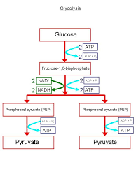 Biochemical Pathway Of Cell Respiration Flow Chart New