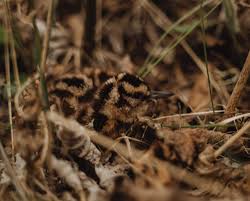 How to Volunteer Your Dog for Conservation and Research